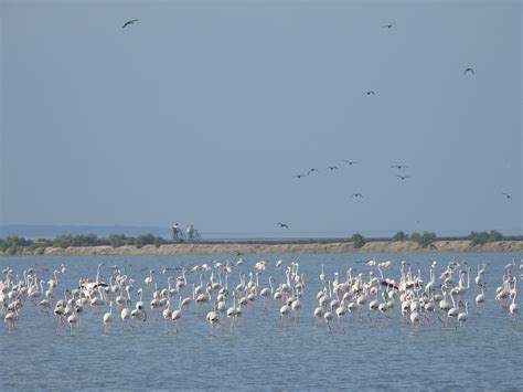 World Wetlands Day: Sustaining Life, Preserving Ecosystems — GREENEXT