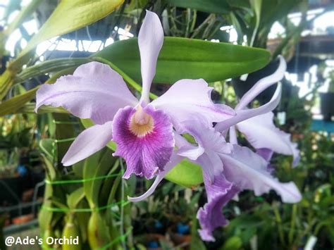 Ades Orchid Cattleya Lc Canhamiana Var Coerulea Azure Sky Amaos