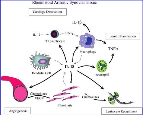 Figure 1 From Painful Rheumatoid Arthritis Semantic Scholar 15b