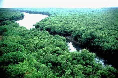 Worlds Largest Mangrove Forest Sundarban