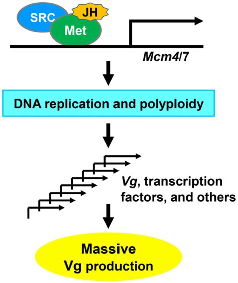 A Proposed Model For Locust Vg Synthesis Regulated By The Jh Receptor