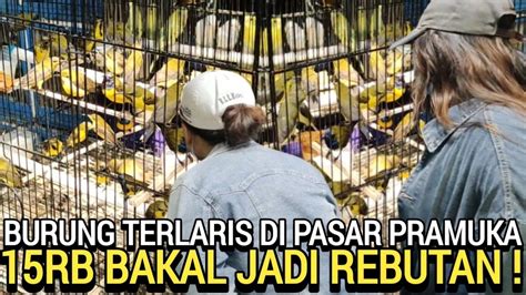 ASLI MURAH JAMIN KICAU MANIA PASTI SUKA DI PASAR BURUNG PRAMUKA HARI