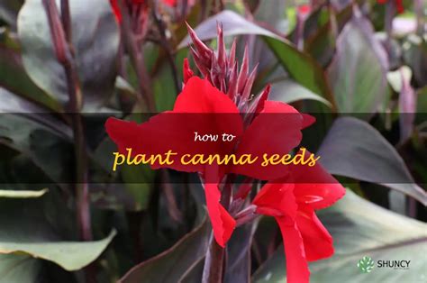 A Step By Step Guide To Planting Canna Seeds ShunCy