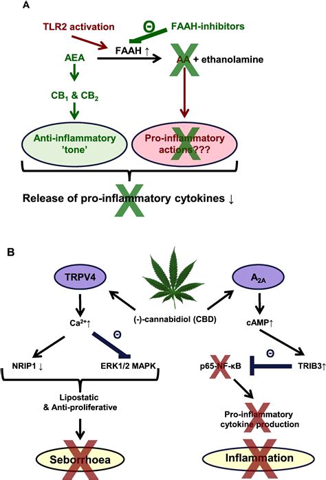 Targeting Cutaneous Cannabinoid Signaling In Inflammation A High