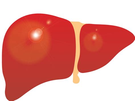 Free Liver Png Images With Transparent Backgrounds Fastpng