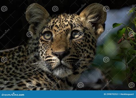 Portrait Of A Leopard Cub In Sabi Sands Game Reserve Stock Image