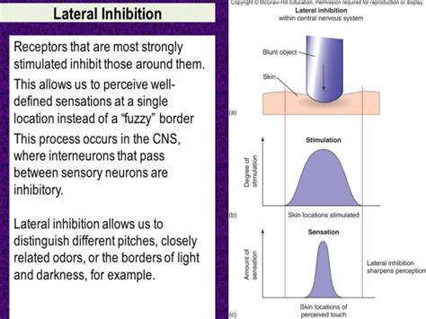 What is lateral inhibition? What is the role of the horizontal neurons ...