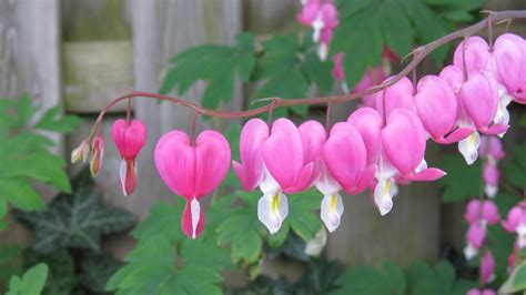 Bleeding Heart - Landscape Alaska