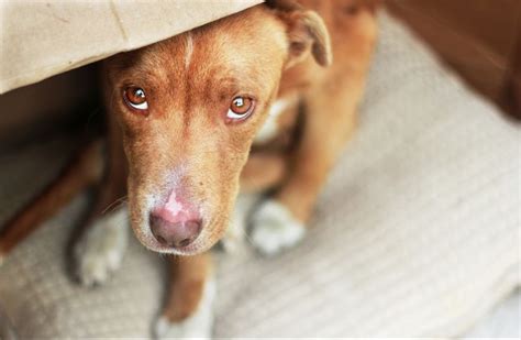 Pyoderma in dogs: causes, symptoms and treatment