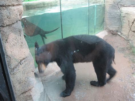 Oklahoma City Zoo--Facts, Exhibits and Photos - HubPages