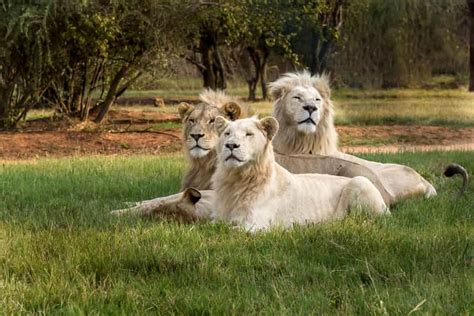 Hartbeespoort Visite Du Parc Des Lions Et Du Safari Getyourguide