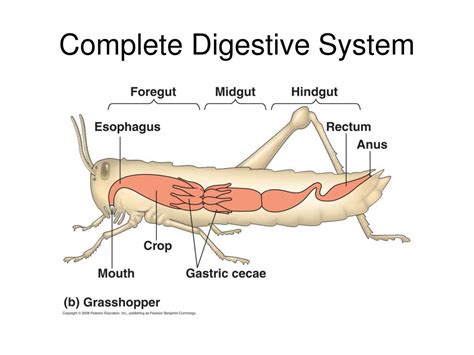 Arthropods Digestive Tract