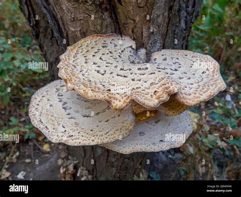 Pleurotus Ostreatus The Pearl Oyster Mushroom Or Tree Oyster Mushroom