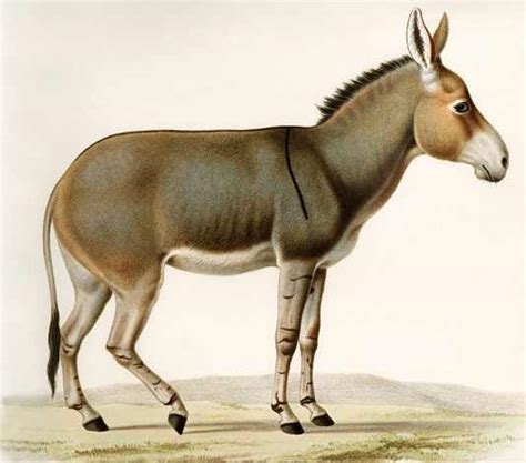 7 Extinct Animals that Once Lived in North Africa