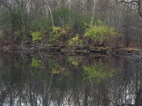 A Beautiful Reflection Of Trees Free Stock Photo Public Domain Pictures