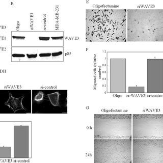 Lamellipodia Formation And Migration Of Mda Mb Cells Is Induced By