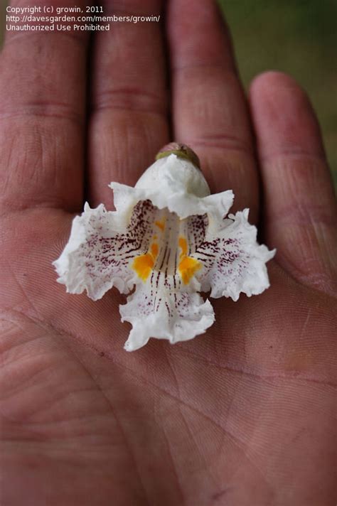 Plantfiles Pictures Catalpa Species Indian Cigar Tree Fish Bait Tree