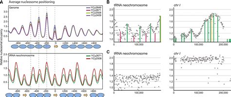 Design Construction And Functional Characterization Of A TRNA