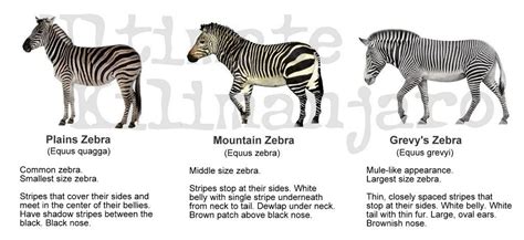 12 Fun Facts About Zebras Striped Wonders Of The Savannah Ultimate