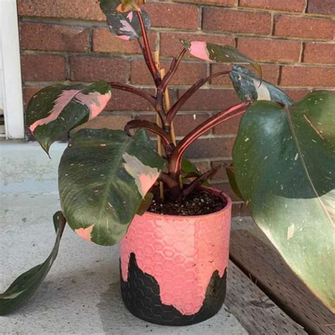 Blushing Philodendron Erubescens Plant Care Growing Plantcarefully