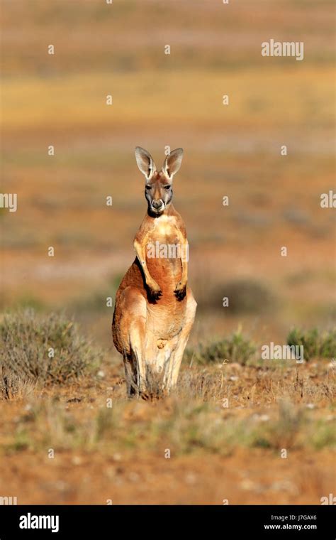 Red Kangaroo Macropus Rufus Adult Male Alert Sturt National Park