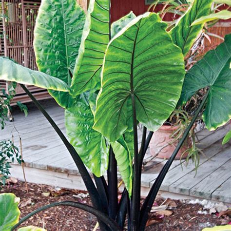 Black Stem Elephant Ears Gurney S Seed Nursery Co