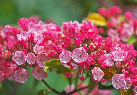 Mountain Laurel: A Stunning Native Plant | The Plant Native