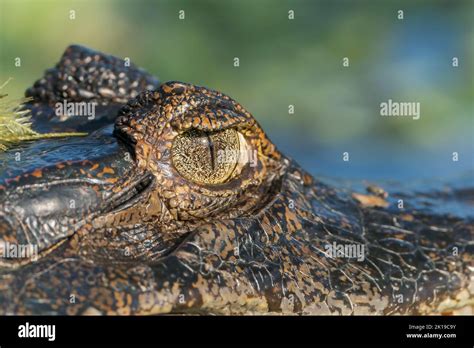 Jacare caiman or Yacare caiman, Caiman yacare, close-up of head of ...