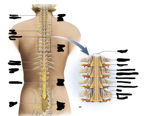 A&P Exam 5 Spinal Cord, Spinal Nerves, and Somatic Reflexes Diagram ...