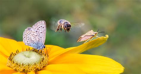 Déclin des insectes le cri d alarme de l Académie des sciences