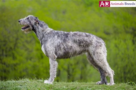 Irish Wolfhound - Facts, Temperament, Price, Puppies, Breeders ...