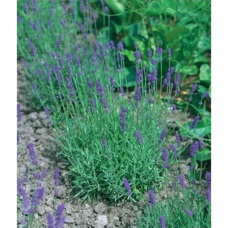 Lawenda W Skolistna Hidcote Blue Strain Lavandula Angustifolia