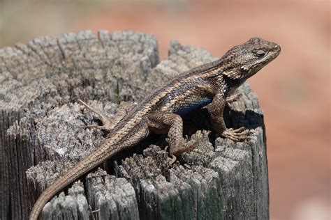 Southwestern Fence Lizard Sceloporus Cowlesi Quarai Ru Flickr