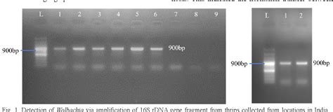 Figure From Detection And Phylogenetic Analysis Of Wolbachia In Onion