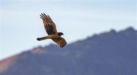 Premium Photo | Portrait of an iconic bald eagle proud national symbol ...