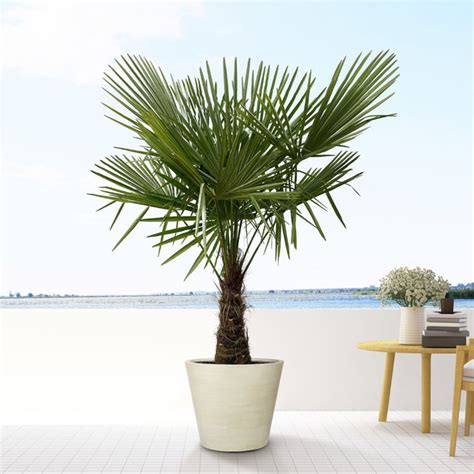 Acheter Un Trachycarpus Fortunei Chez Green Bubble