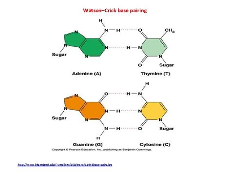 Introduction To Dna Origami Synthesis Of Dna Origami