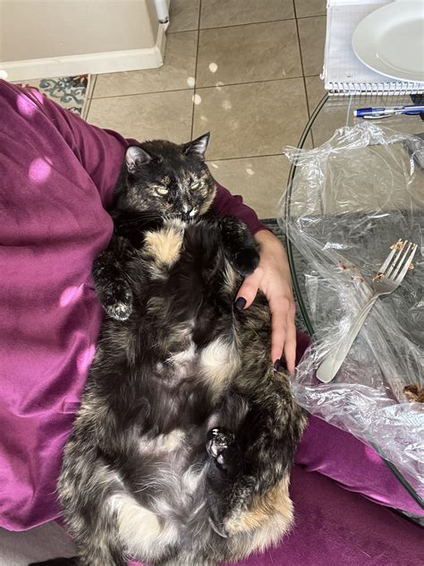 Just a teeny tiny little baby girl : r/torties
