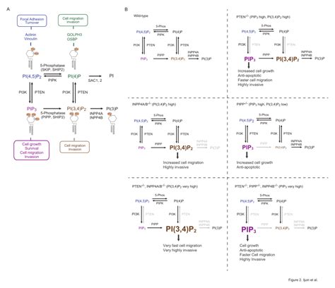 Alterations In Phosphoinositide Levels By Phosphoinositide Download Scientific Diagram