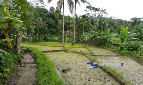 Irigasi Di Jampangtengah Jebol Hektar Sawah Terancam Kekeringan