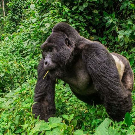 Download A Large And Powerful Gorilla Making An Intimidating Display