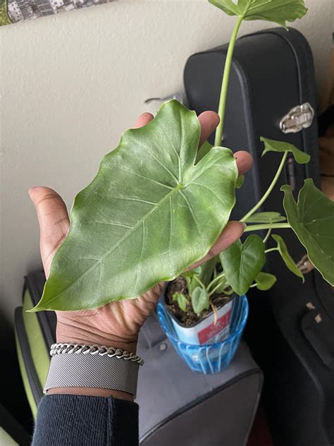 What type of Alocasia (elephant ear?) plant is this? : r/houseplants