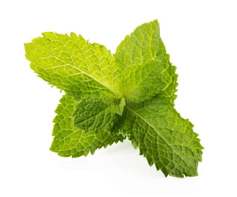 Fresh Raw Mint Leaves Isolated On White Background Stock Photo Image