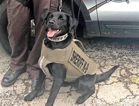 Sheriffs K9 Luma Receives Donated Body Armor The Interior Journal