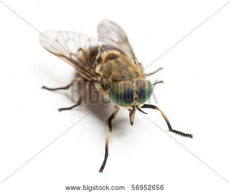 Horsefly Viewed High, Image & Photo (Free Trial) | Bigstock