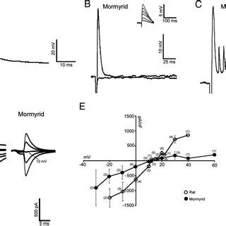 Climbing Fiber CF Evoked Electrical Responses In Purkinje Cells A