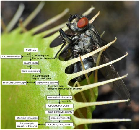 Venus Fly Trap Diagram Labeled