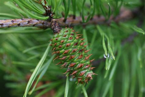 Pinus Virginiana Tropengarten Shop