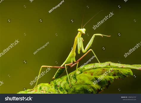 980 Praying Mantis Africa Images, Stock Photos & Vectors | Shutterstock