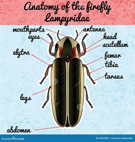 Insect Anatomy. Sticker Firefly Beetle Lampyridae. Photinus Pyralis